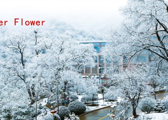 Yushu Silver Flower